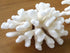 pocillopora eydouxi